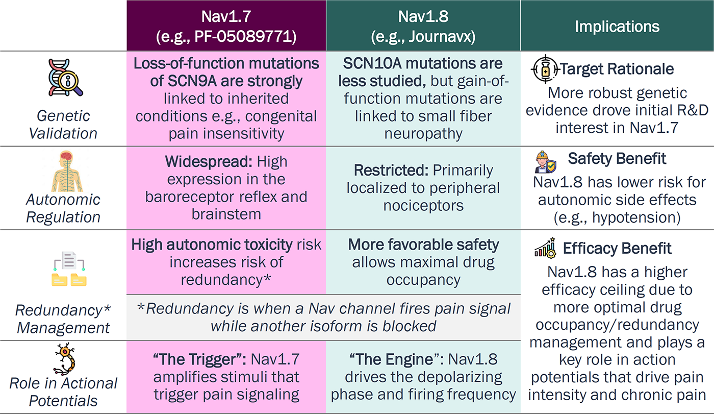 Compares Nav1.7 and Nav1.8 across genetic validation, autonomic regulation, redundancy, and role in action potentials, highlighting Nav1.8's more favorable safety profile, peripheral selectivity, and higher efficacy ceiling due to reduced autonomic risk and improved channel occupancy.